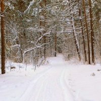 Лесными дорогами . :: Мила Бовкун