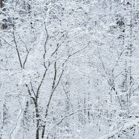 Белая зима.... На полях, на белых Белый снег лежит..... :: Ольга 