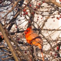 Птицы тоже любят ягоды :: Ольга Долбилина