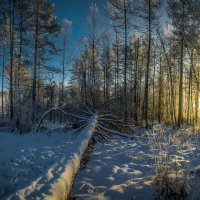 Морозное утро :: Алексей Строганов