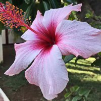 Гибискус гибридный (Hibiscus hybrida) :: Tamara *