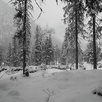 В зимнем лесу :: Николай Танаев