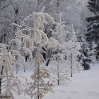 Зимний парк. Коломна. :: Светлана Исаева