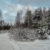 Зима в Подмосковье 5 :: Андрей Дворников