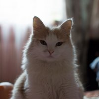 Портрет кота Барсика анфас :: Олег Рымаренко
