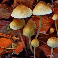 Мицена.Мице́на (лат. Mycena) — род грибов семейства Рядовковые :: vodonos241 