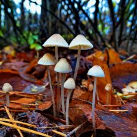 Мице́на (лат. Mycena) — род грибов семейства Рядовковые :: vodonos241 