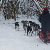 Катание на собачках. :: Виктор Евстратов