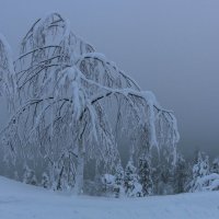 Зимняя графика :: Ольга 