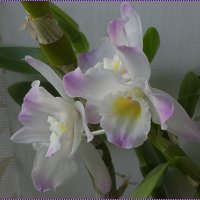 Орхидея Дендробиум Нобиле :: Вера 