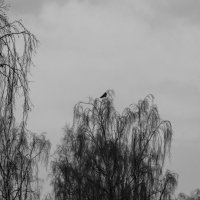 Одинокая птица :: Nika Polskaya