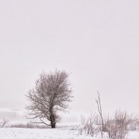 Снег :: Николай Николенко