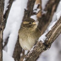 Воробей :: Петр Беляков