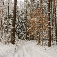 Подмосквье, зимний лес :: Владимир Брагилевский