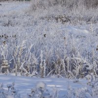 стайка щеглов :: Петр Беляков