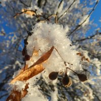 Иней на липе :: Анатолий Кувшинов