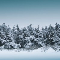 Снежный лес :: Елена Иванова