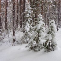 Лес заснеженный стоит. :: Вера Литвинова