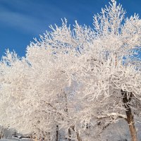 И стоят деревья словно в серебре.. :: Андрей Заломленков