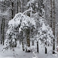 Зимний лес :: Милешкин Владимир Алексеевич 