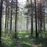 лес :: Ольга Гомзина