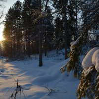 В новогоднем лесу. :: Валерий Медведев