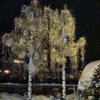 В снегу ... :: Лариса Корженевская