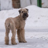 И оглянулась посмотреть... :: Владимир Безбородов