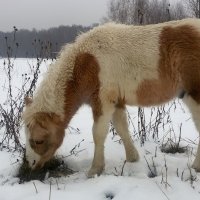 "Очень кушать хочется!" :: Людмила 