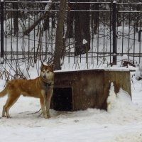 О жизни собачьей :: Андрей Лукьянов