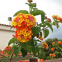 Испания.Цветы и растения Каталонии. :: Владимир Драгунский