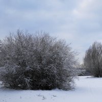 Декабрьский пейзаж :: Маргарита Батырева