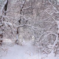 Выпавший снег.. :: Юрий Стародубцев