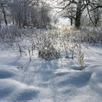 Пугают тишину под снегом мыши... :: Лесо-Вед (Баранов)