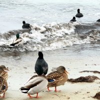 Холодно и ветренно сегодня у моря... :: Анастасия Богатова