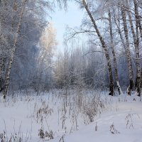 Январь  в  берёзовом  лесу :: Геннадий Супрун