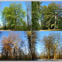 Сезоны и два старых деревьев :: Heinz Thorns