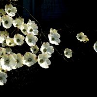 Цветы Кизил :: Heinz Thorns