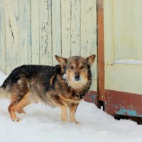 взгляды четвероногих  2 :: Александр Прокудин