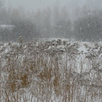 Между нами белая вьюга.. :: олег свирский 