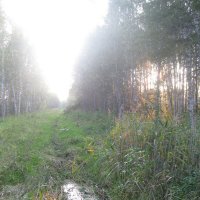 тропа в лесу :: Сергей Расташанский