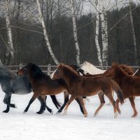 Лошади :: Ольга Милованова