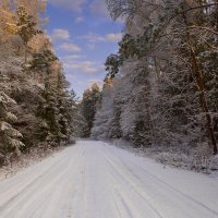 Зимняя дорога в лесу :: Виталий Латышонок