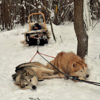 Отдых перед стартом. Завершающие в упряжке. :: Татьяна Помогалова