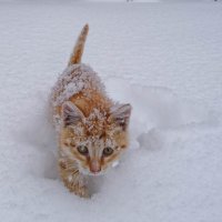Первый снег в жизни... :: Владимир Орлов