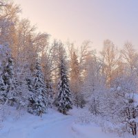 Сибирская тайга зимой прекрасна ! :: Нина северянка