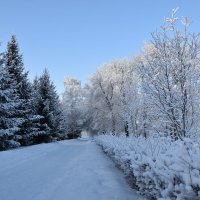 В морозный день :: Владимир Звягин