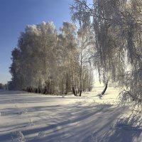 Морозный январь 5 :: Сергей Жуков