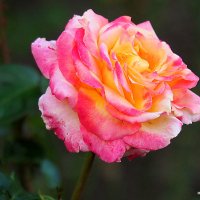 красота розы :: Олег Лукьянов