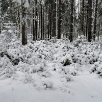 В зимнем лесу под Смоленском :: Милешкин Владимир Алексеевич 